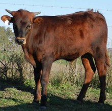 CWR RIO WHISKY X PACIFIC PHOENIX BULL CALF 