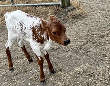 Heifer (Frontier Boy x LM Icon Tequila)