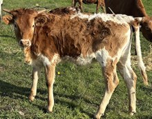 THCC Rio's Candy Crush