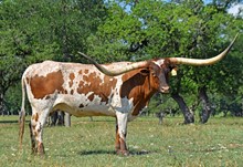 KCC GYPSY