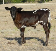 WORKING RANGER X PACIFIC PHOENIX BULL CALF