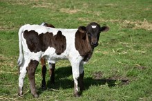 Bull/2/5/24