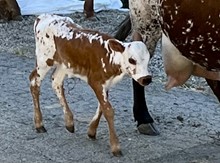 Heifer (JH Rural Country x Jet's Darlin)